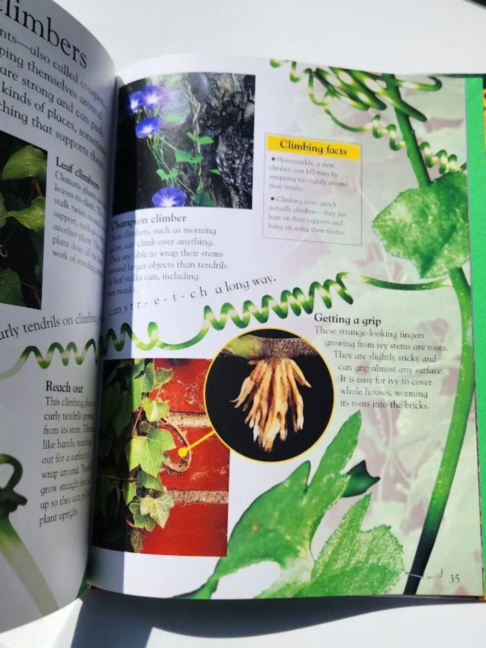 NEW DK Eye Wonder Plant Hardcover Book by David Burnie DK Publishing 48 pages IS